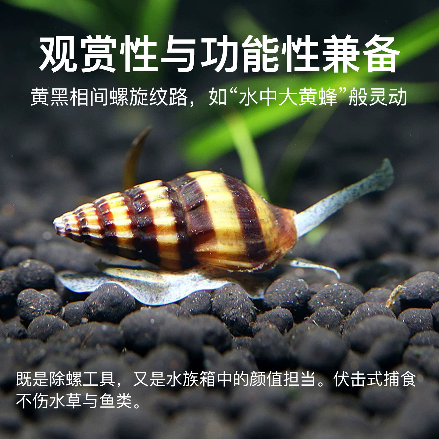 鱼缸清洁螺杀手螺蜜蜂宝塔螺大黃蜂螺:水族爱好者的终极清洁神器!-螺-淘宝好物网