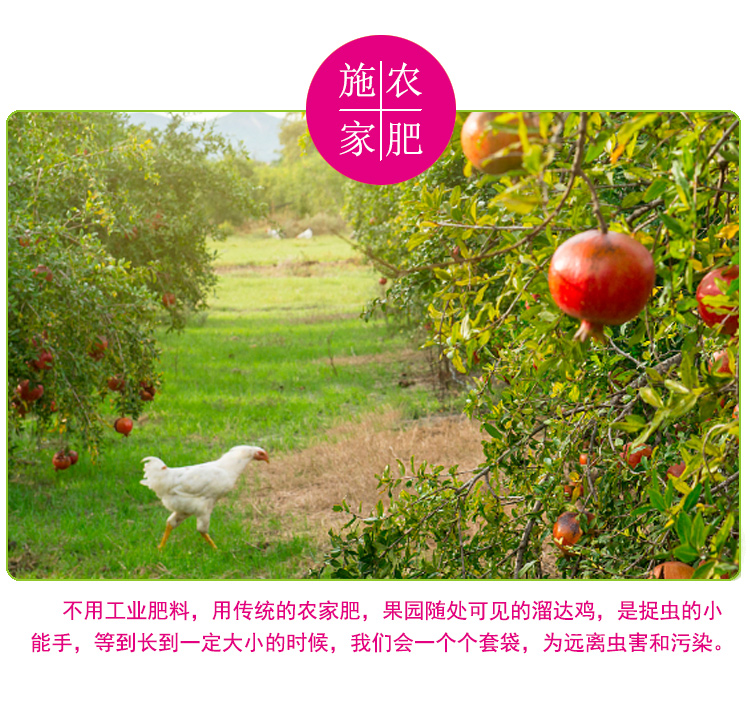 央视多次报道 河阴软籽石榴 净重3斤 图17