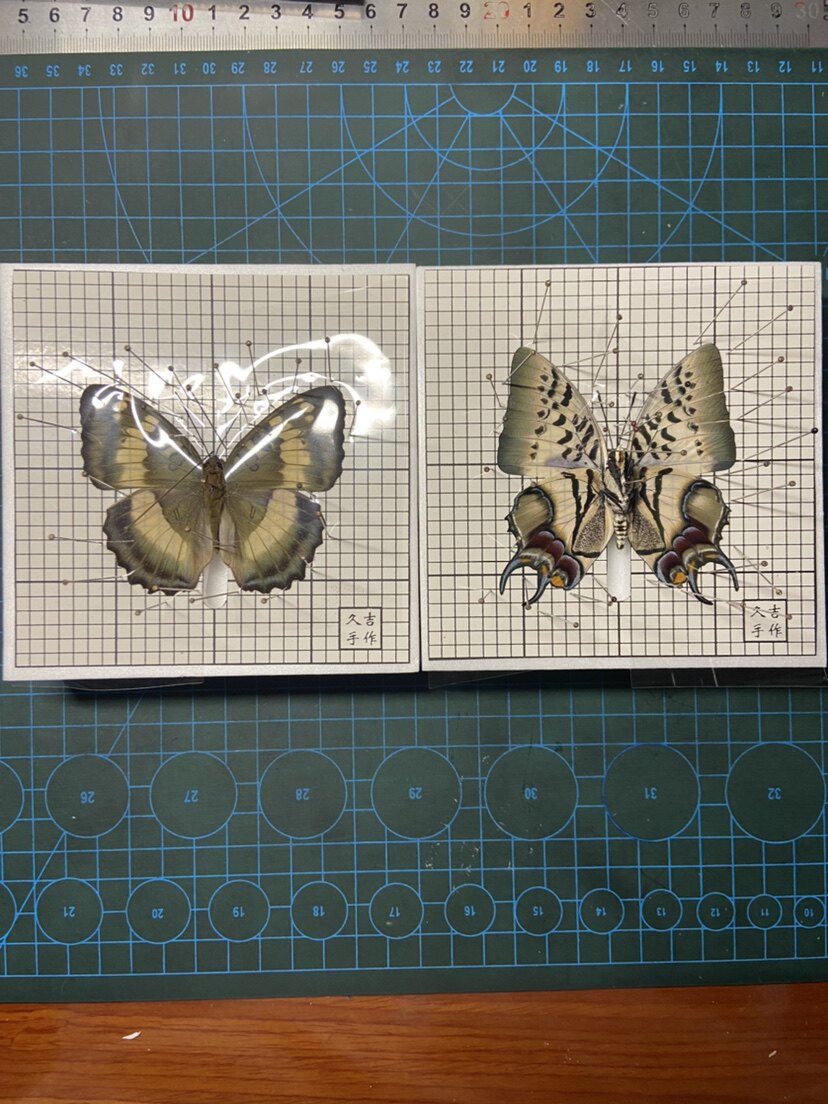 展翅板　23個 展翅板 23個 【公式通販】