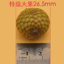 Authentic Hainan hair sense Star Moon Bodhi seed raw material new material Red vine seed selected premium large fruit