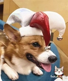 Трансформация домашних собак Рождественская вечеринка, чем медвежья сосна, золотой ретривер Западный, колокольчики колокольчика, цветовой головной убор