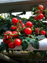 Hanging garden soilless red bird dwarf tomato seed home balcony hydroponic vegetable nutrient solution