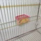 Thiết bị cung cấp chim máng thức ăn cho chim vẹt nhỏ hộp thức ăn chống văng - Chim & Chăm sóc chim Supplies