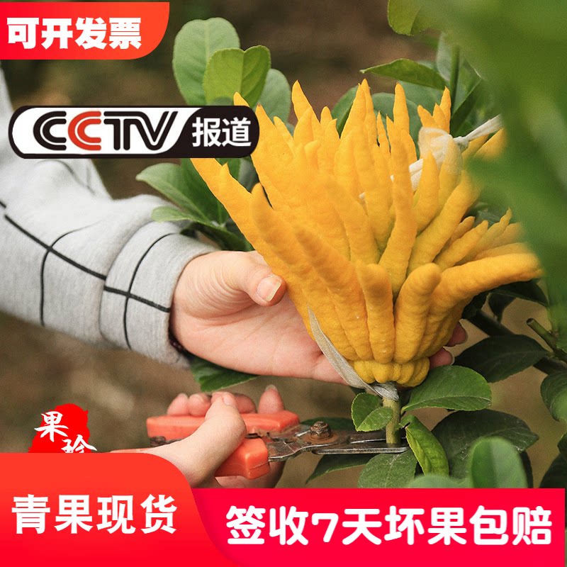 Jinhua Buddha hand large fruit Medium fruit boutique Buddha hand fruit citrus fresh citron Qing Gong decoration for Buddha decoration