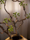 Simulated Green Plants with a High-End Feel, Realistic Wabi-Sabi Style Ornaments for Chinese-Style Dining Tables and Tv Cabinets