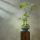 Top Ten Artificial Green Plants with a High-End Feel, Chinese Zen-Style Tea Room Entrance Decoration, Fake Flowers, Small Potted Plant Ornaments