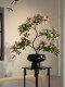Simulated Wet-Look Entryway Bonsai, High-Quality Decorative Fake Floral Arrangements, Luxury and Realistic Decorations for Living Room and Tea Room
