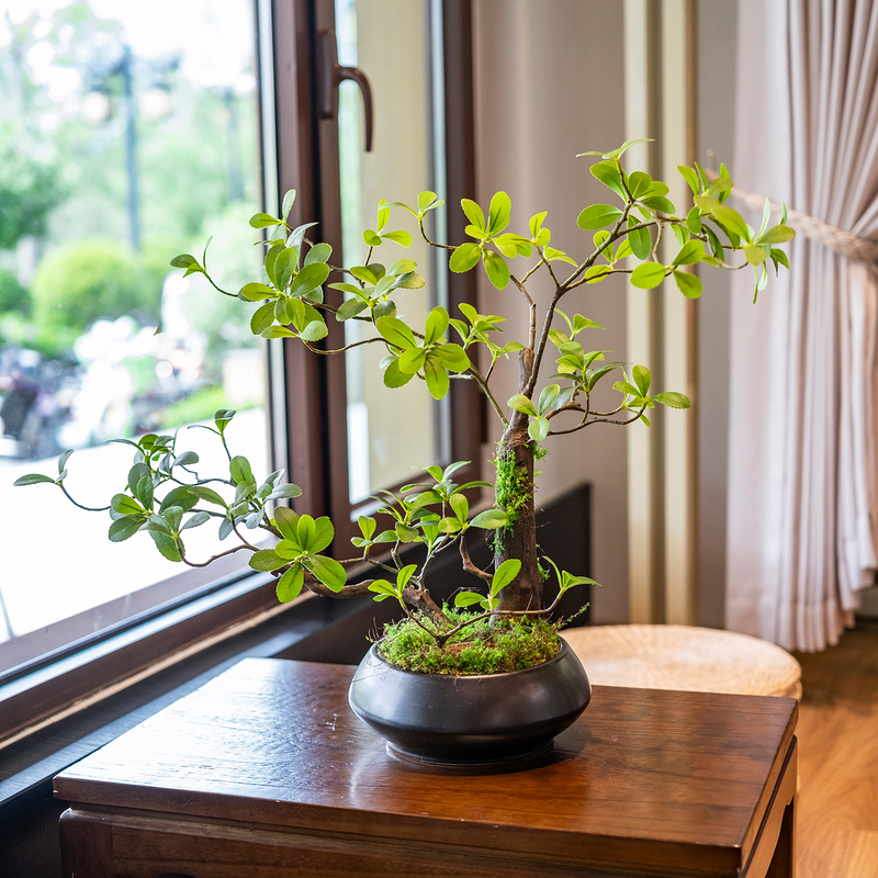 Island Spring Flower Artificial Green Plant Ornament, Antique-Style Living Room, Light Luxury Chinese-Style Office Desktop, Zen-Inspired Small Potted Plant