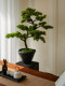 Five-Needle Welcoming Pine Artificial Green Plant Bonsai, High-End Light Luxury New Chinese Style Living Room Tea Room Decoration, Zen-Style Entrance Decoration