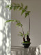 Faux Fern Potted Plant, Artificial Flowers, New Chinese-Style Tea Room Decoration, Zen-Inspired High-End Vintage Atmosphere