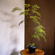 Asparagus artificial green plants, artificial flowers, high-end antique style, new Chinese tea room decoration, Zen entrance ornaments, small bonsai