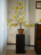 Colorful Gradient Flowing Water Maple Artificial Green Plant Fake Flower New Song-Style Tea Room Decoration Entrance Ornament High-End Bonsai