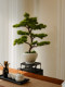 Five-Needle Welcoming Pine Artificial Green Plant Bonsai, High-End Light Luxury New Chinese Style Living Room Tea Room Decoration, Zen-Style Entrance Decoration