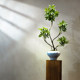 Duckbill Tree Artificial Green Plant High-End Light Luxury Desktop Living Room Tea Room Entrance Decoration Fake Flower Small Potted Plant Ornament