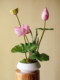 Sea Rainbow Scenery Lotus Artificial Flower New Chinese Style Ornament Vase Zen Entrance Potted Plant High-End Realistic Tea Room Decoration