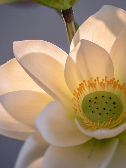 Haohong Jingpin Lotus Artificial Flower, Faux Flower Decoration, Light Luxury, High-End, Moisturizing Feel, Living Room Dining Table Tv Cabinet Decoration