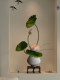 Lotus Artificial Flower Bonsai, High-End and Realistic, Suitable for Entrance, Tea Room, Song Dynasty Aesthetic Decoration, New Chinese-Style Living and Dining Room