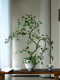 Flowing Spring Maple Artificial Green Plant Fake Flower Zen-Inspired New Song-Style Tea Room Decoration Entrance Ornament High-End Small Bonsai