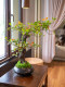 Haohong Jingpin Island Spring Flower Artificial Green Plant High-End Light Luxury Living Room Entrance Ancient Tree Potted Plant Indoor Zen Ornament