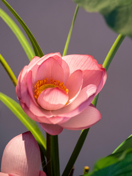 Haohong Jingpin Lotus Artificial Flower, High-End and Realistic, New Chinese Style Entrance Hall, Tea Room, Dining Table Decoration, Fake Flower Arrangement