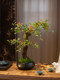 Haohong Jingpin Island Spring Flower Artificial Green Plant High-End Light Luxury Living Room Entrance Ancient Tree Potted Plant Indoor Zen Ornament