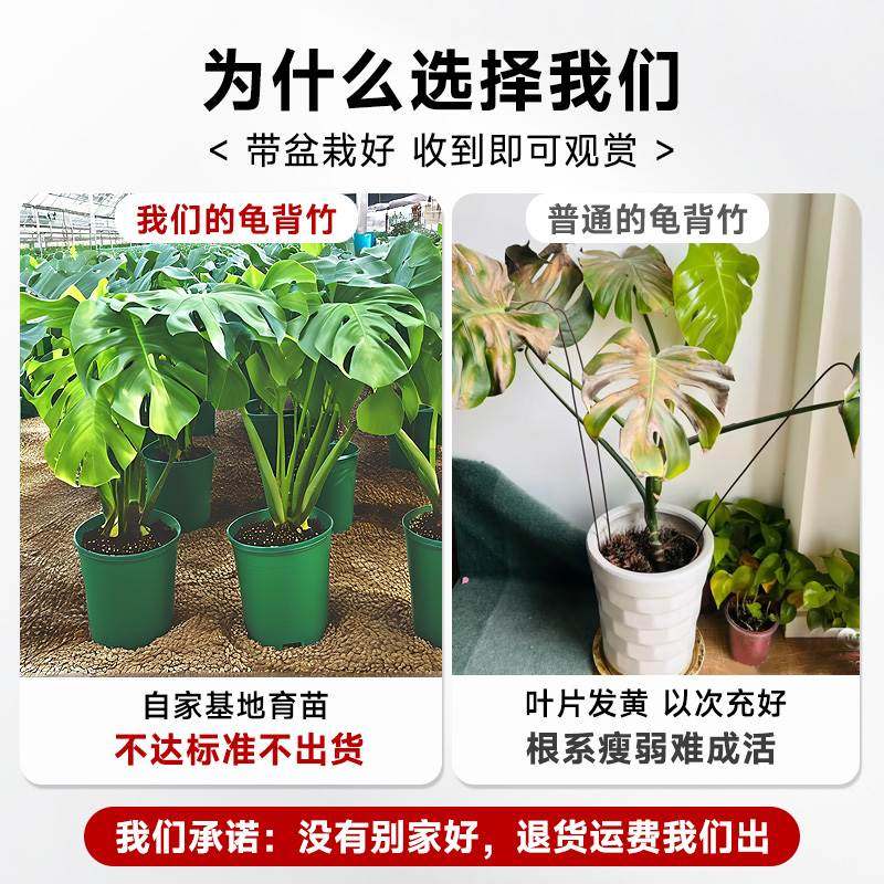 龟背竹客厅大盆栽老桩植物|办公室大型绿植天花板!空气净化吸甲醛神器实测🔥-绿植-淘宝好物网