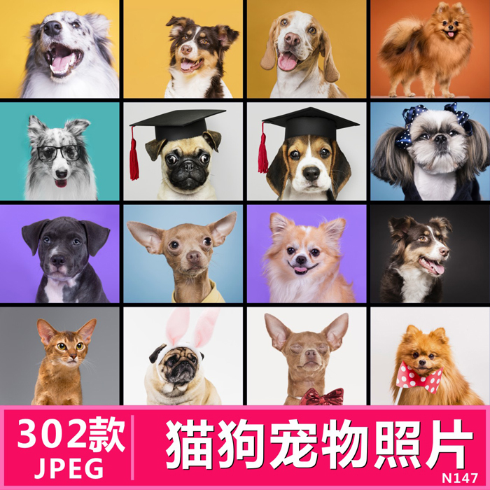 Pet Cats, Dogs, Puppies, Kittens, Wildlife Close-Up Photography, High-Definition Photos, Images, Design Background Materials