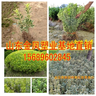 Phnom Penh boxwood Phnom Penh boxwood seedlings Phnom Penh holly seedlings