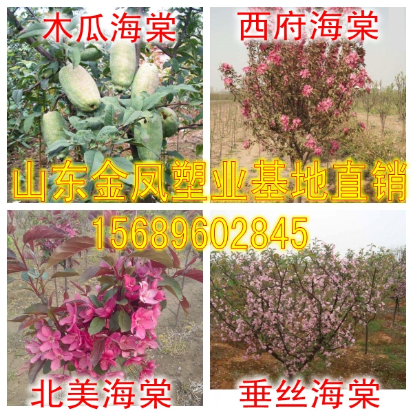 Vertical silk North American West House Begonia flower seedling villa courtyard greening plants grafted potted flowers high pole landscape saplings