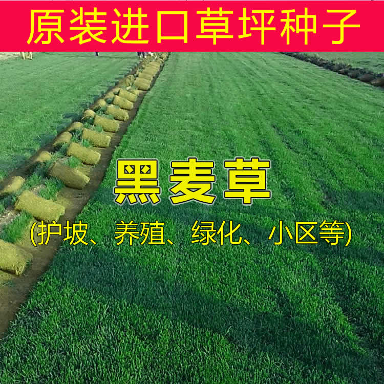 Import Multi-year raw Black wheat grass seed Yard Plant Area Greening Dyke Lawn Grass Seed Pasture Grass Seed