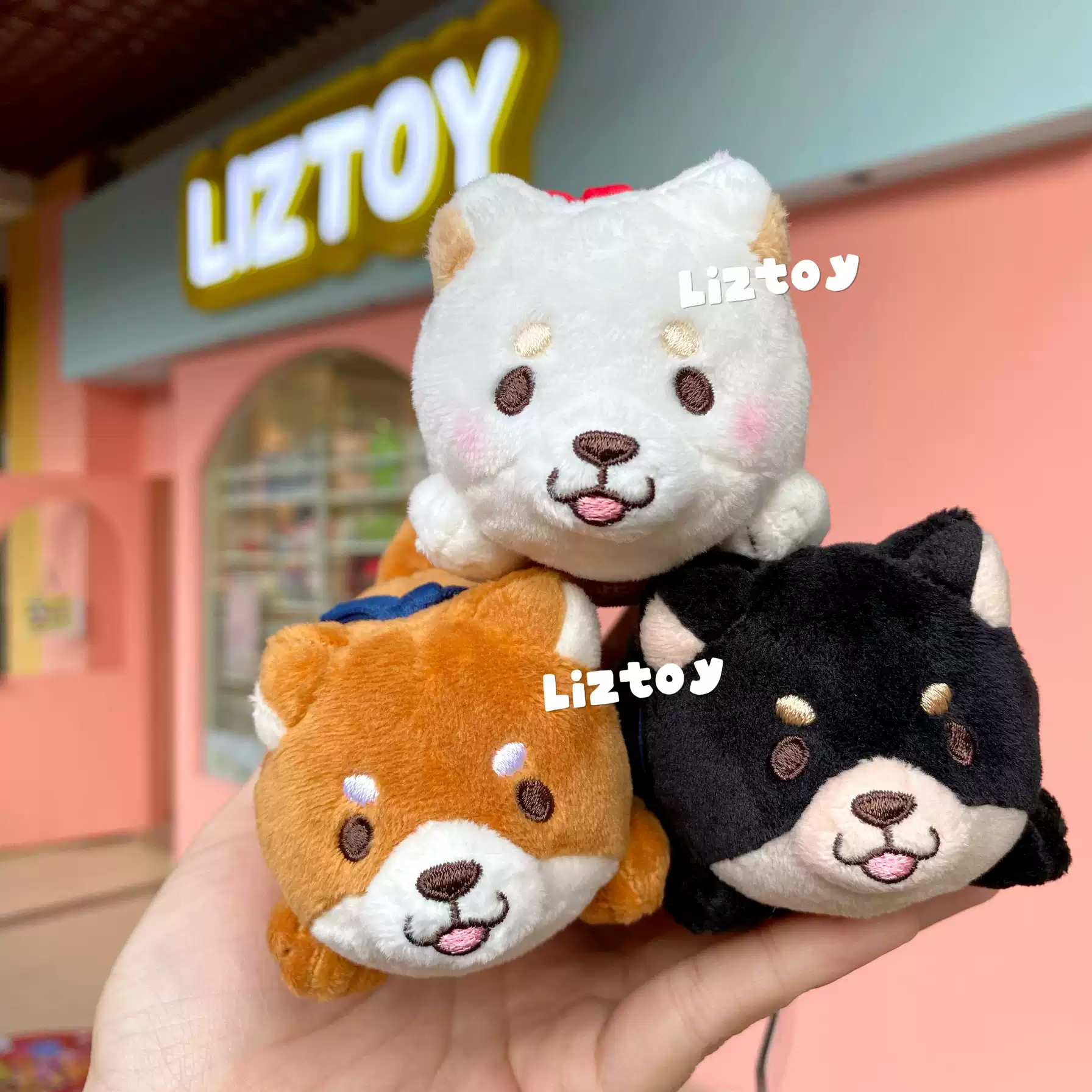 柴犬 禮物 (99) 사진