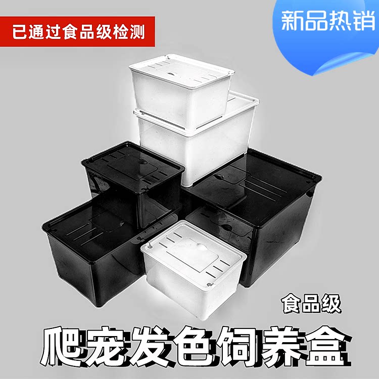 Turtle hair color box live razor West African fruit core red-faced narrow bridge turtle breeding box turtle seedling hair color isolation hatching box