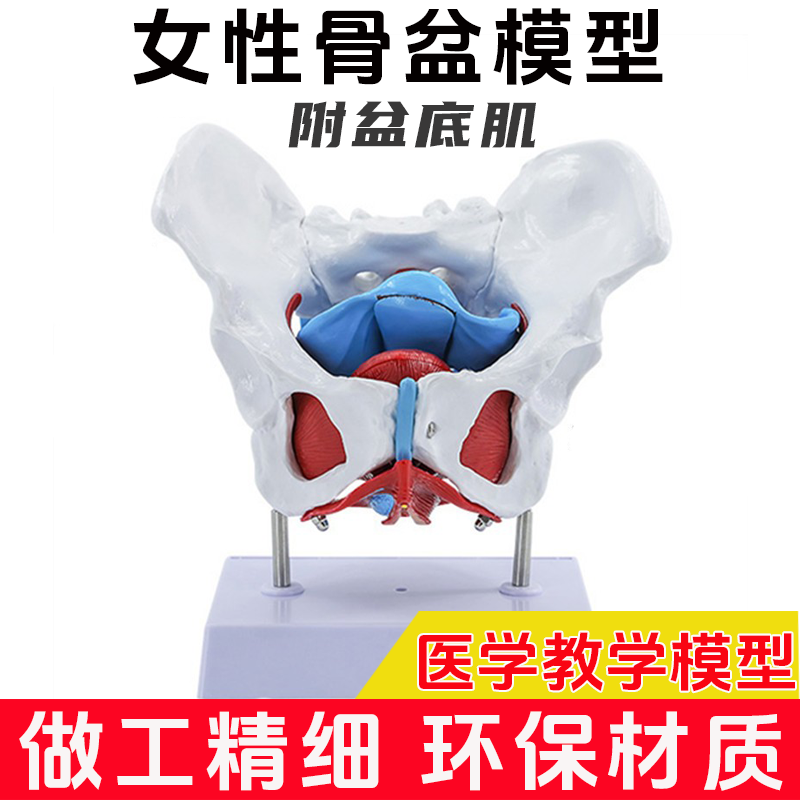 女性骨盆附生殖器女性失状解剖模型女性盆骨模型医用分娩教学模型