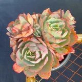 Сочный живой ссылка мисс Ронг № 1 Стол. Внутреннее открытое сочное растение очень легко посадить