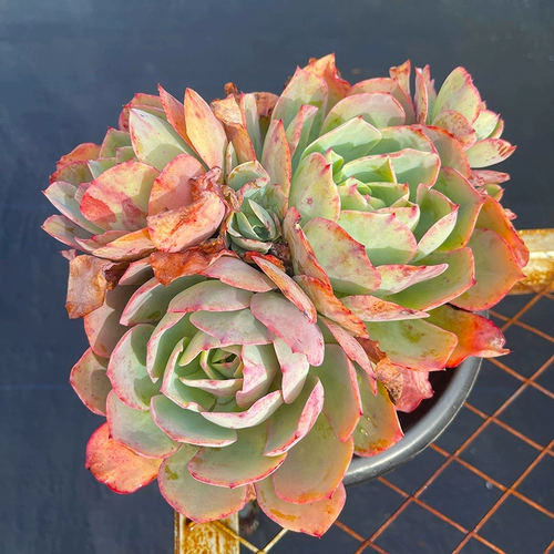 Сочный живой ссылка мисс Ронг № 1 Стол. Внутреннее открытое сочное растение очень легко посадить