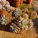 Сочный живой ссылка мисс Ронг № 1 Стол. Внутреннее открытое сочное растение очень легко посадить