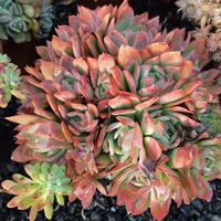 Мисс Ронг Гард № 8 Юньнанская сочная старая свайная свай -одиночная голова, персиковая яичная лошадь куски балкон легко