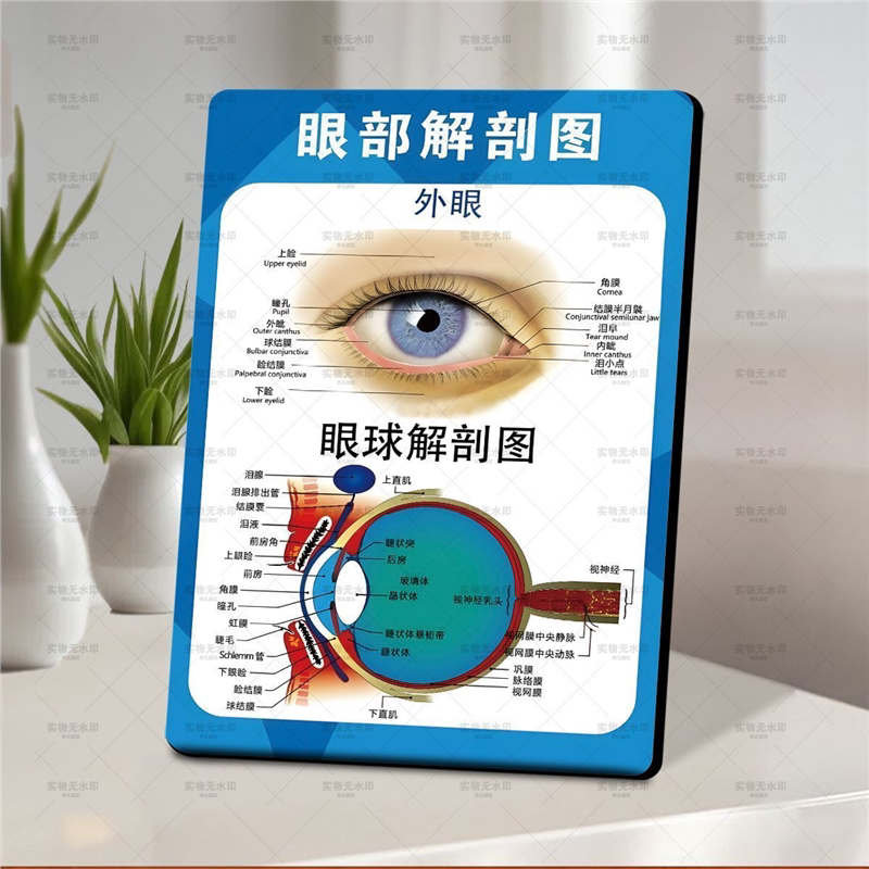 Eyeball Structure Diagram, Eyeball Anatomy Diagram, Promotional Photo Frame, Ophthalmology and Eyewear Store Correction Knowledge, Science Popularization Display Stand, Decorative Painting