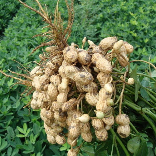 Peanut farmer's own weight Fresh sweet potato farmer grows products