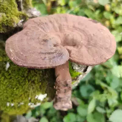 Dong Township farmhouse deep mountains large purple Ganoderma lucidum black Ganoderma lucidum semi-wild Ganoderma lucidum spore powder can be sliced 500g