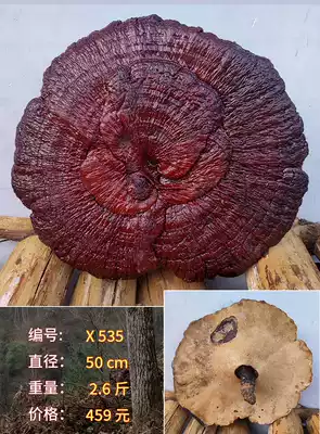 459 Yuan big Ganoderma lucidum