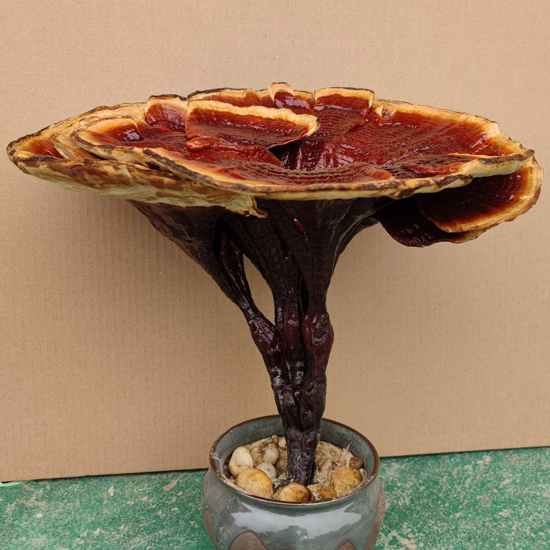 RMB298  ½ wild large one with high foot floral lingzhi Lucid Lingzhi Flower Bonsai Ornamental Pendulum with red Lucid Lucid and Lucid Lingzhi