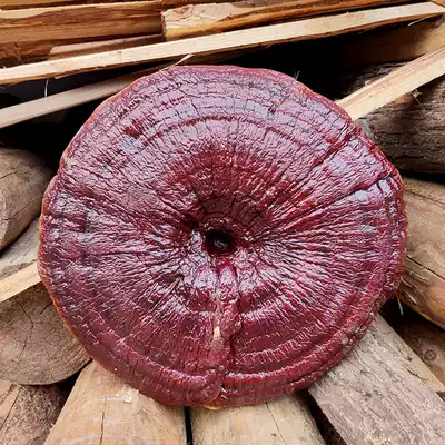 Pruning extra large Ganoderma lucidum Red Ganoderma lucidum grows in the wild Natural purple Ganoderma lucidum ornamental ornaments can slice Ganoderma lucidum 30-50