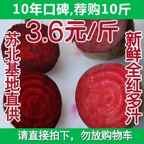 Fresh vegetables and fruits juiced edible beetroot red cabbage head full red juicy base direct supply