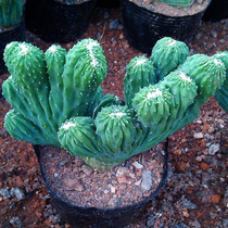 Five Fingers Mountain shadow boxing cactus balcony office succulent plant tiger head purification air Jade Unicorn Palm