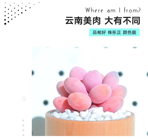 Юньнаньские сочные растения зеленые растения живая трансляция