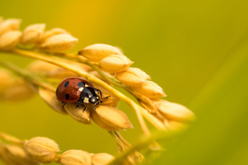2017年驴家【京西贡米】开售啦,无农药 无化肥