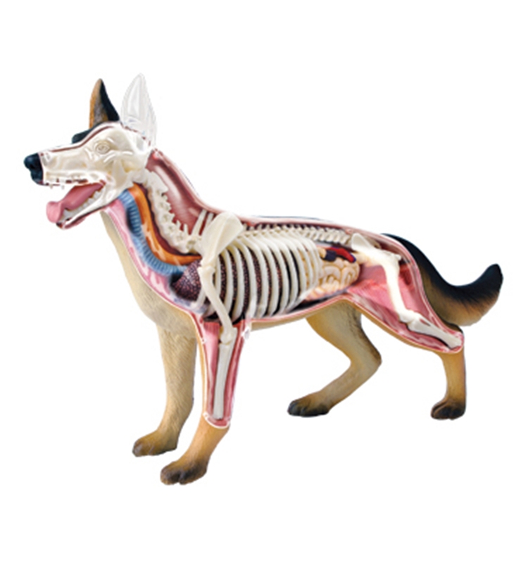4D MASTER 猫の解剖模型 約25cm 4D MASTER 猫の解剖模型 約25cm 生き物・恐竜