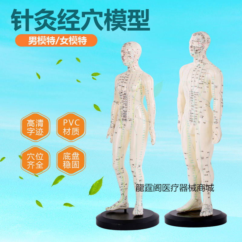 中医针灸穴位图人体模型50cm男女模型清晰经络小人体针灸穴位模型
