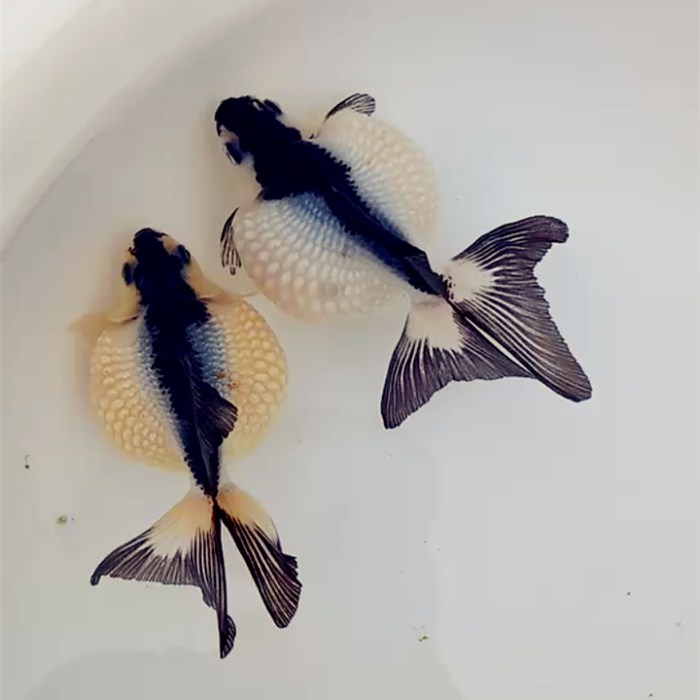 Fine Black And White Panda Cow Pearl Fry Goldfish Live Freshwater Fine Black And White Panda Cow Pearl Fry Goldfish Live Freshwater Fish Cold Water Blue